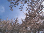 kawadu04.gif