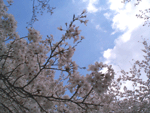 kawadu03.gif
