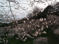 kawadu03.gif