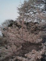 kawadu04.gif