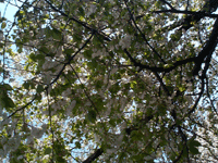 kawadu03.gif