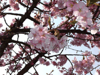 kawadu03.gif