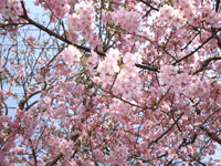 kawadu03.gif
