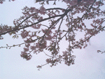 kawadu01.gif
