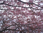 kawadu02.gif