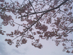 kawadu03.gif
