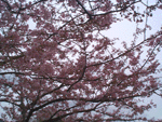 kawadu04.gif