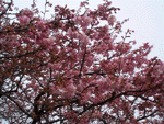 kawadu07.gif