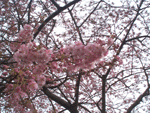 kawadu09.gif