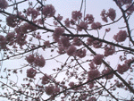 kawadu11.gif