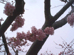 kawadu12.gif
